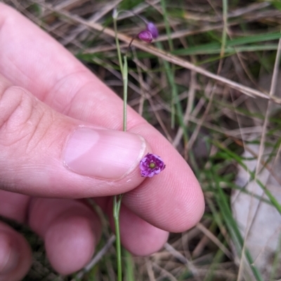 Arthropodium minus (Small Vanilla Lily) at Redlands, NSW - 28 Oct 2022 by Darcy