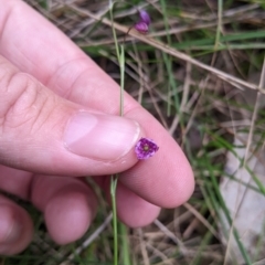 Arthropodium minus at Redlands, NSW - 29 Oct 2022