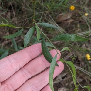 Acacia verniciflua at Redlands, NSW - 29 Oct 2022