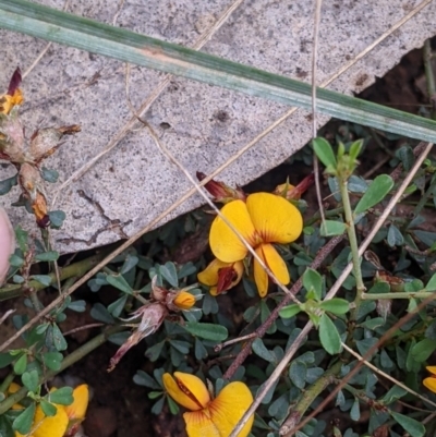 Pultenaea largiflorens (Twiggy Bush-pea) at Redlands, NSW - 29 Oct 2022 by Darcy