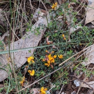 Pultenaea largiflorens at Redlands, NSW - 29 Oct 2022