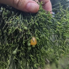 Exocarpos cupressiformis (Cherry Ballart) at Redlands, NSW - 29 Oct 2022 by Darcy