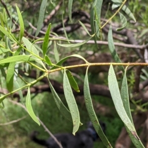 Santalum acuminatum at suppressed - 29 Oct 2022