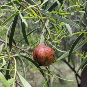 Santalum acuminatum at Redlands, NSW - 29 Oct 2022