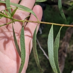 Santalum acuminatum at Redlands, NSW - 29 Oct 2022