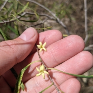 Pittosporum angustifolium at Redlands, NSW - 29 Oct 2022