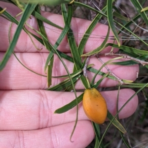 Pittosporum angustifolium at Redlands, NSW - 29 Oct 2022