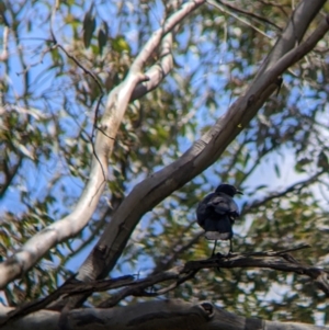 Corcorax melanorhamphos at Redlands, NSW - 29 Oct 2022