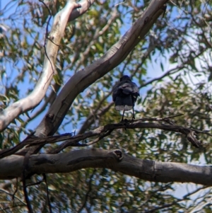 Corcorax melanorhamphos at Redlands, NSW - 29 Oct 2022