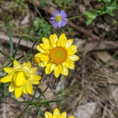 Xerochrysum viscosum (Sticky Everlasting) at Redlands, NSW - 29 Oct 2022 by Darcy