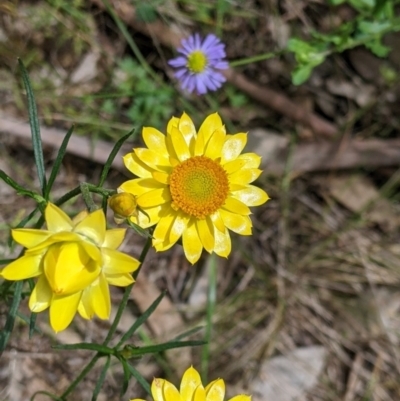 Xerochrysum viscosum (Sticky Everlasting) at Redlands, NSW - 29 Oct 2022 by Darcy