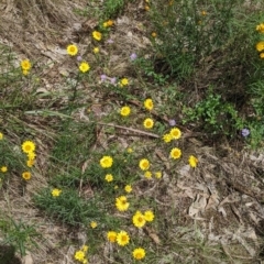 Xerochrysum viscosum at Redlands, NSW - 29 Oct 2022