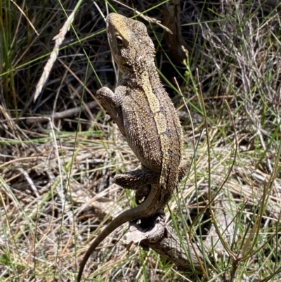 Amphibolurus muricatus (Jacky Lizard) at Ulladulla, NSW - 29 Oct 2022 by Steve_Bok