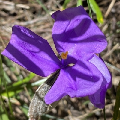 Patersonia sericea (Silky Purple-flag) at Ulladulla, NSW - 29 Oct 2022 by Steve_Bok