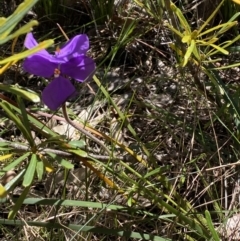 Patersonia sericea at Ulladulla, NSW - 29 Oct 2022 01:04 PM