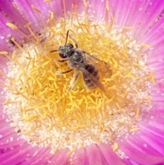 Lasioglossum (Chilalictus) sp. (genus & subgenus) (Halictid bee) at Ulladulla, NSW - 29 Oct 2022 by SteveBorkowskis