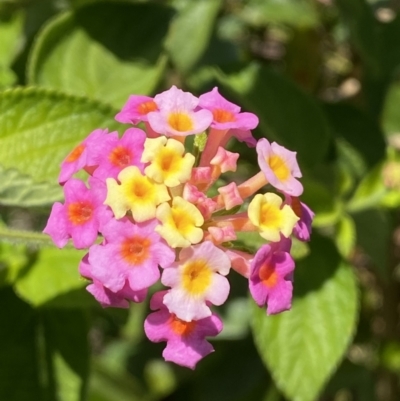 Lantana camara (Lantana) at Ulladulla, NSW - 29 Oct 2022 by Steve_Bok