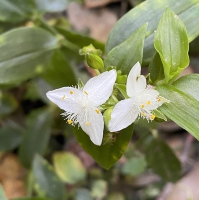 Tradescantia fluminensis (Trad, Wandering Jew) at Burrill Lake, NSW - 29 Oct 2022 by SteveBorkowskis