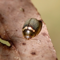 Paropsisterna decolorata (A Eucalyptus leaf beetle) at Mongarlowe, NSW - 29 Oct 2022 by LisaH