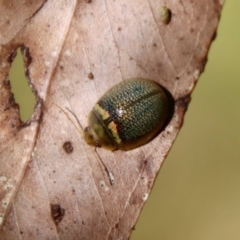 Paropsisterna decolorata at Mongarlowe, NSW - 29 Oct 2022