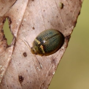 Paropsisterna decolorata at Mongarlowe, NSW - 29 Oct 2022