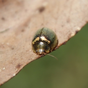 Paropsisterna decolorata at Mongarlowe, NSW - 29 Oct 2022