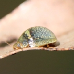 Paropsisterna decolorata at Mongarlowe, NSW - 29 Oct 2022