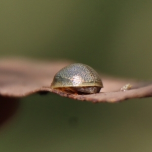 Paropsisterna decolorata at Mongarlowe, NSW - 29 Oct 2022