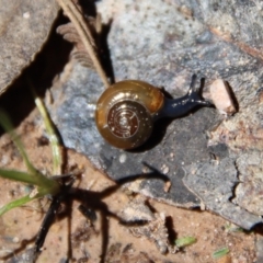 Oxychilus alliarius (Garlic Snail) at Mongarlowe River - 29 Oct 2022 by LisaH
