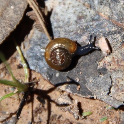 Oxychilus alliarius (Garlic Snail) at Mongarlowe River - 29 Oct 2022 by LisaH