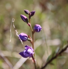 Thelymitra (genus) (sun orchids) at Mongarlowe, NSW - 29 Oct 2022 by LisaH