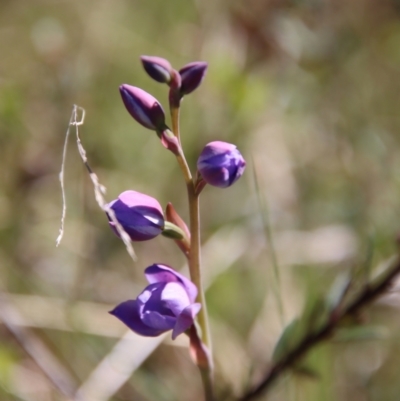 Thelymitra (genus) (sun orchids) at Mongarlowe, NSW - 29 Oct 2022 by LisaH