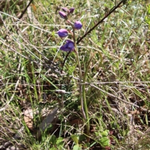 Thelymitra sp. at Mongarlowe, NSW - 29 Oct 2022