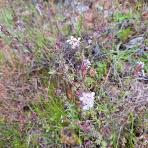 Silene gallica var. gallica at Hackett, ACT - 29 Oct 2022