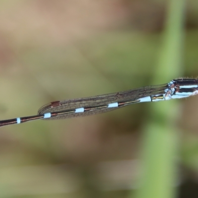 Austrolestes leda (Wandering Ringtail) at Mongarlowe River - 29 Oct 2022 by LisaH