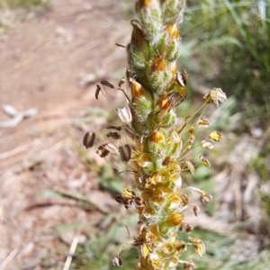 Plantago varia at Hackett, ACT - 29 Oct 2022