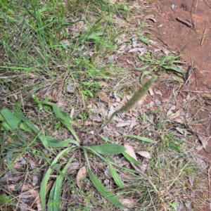 Plantago varia at Hackett, ACT - 29 Oct 2022