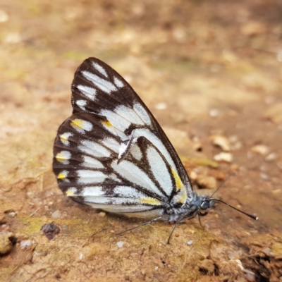 Belenois java (Caper White) at Coolac, NSW - 29 Oct 2022 by RomanSoroka