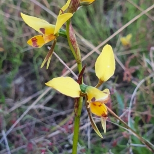 Diuris sulphurea at Gundaroo, NSW - 29 Oct 2022