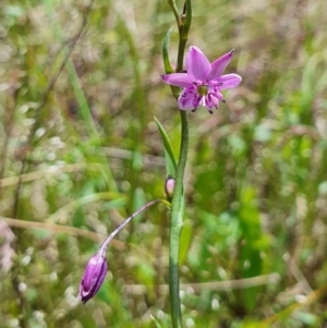 Arthropodium minus at Gundaroo, NSW - 29 Oct 2022