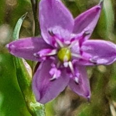 Arthropodium minus at Gundaroo, NSW - 29 Oct 2022