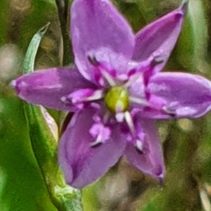 Arthropodium minus at Gundaroo, NSW - 29 Oct 2022 12:39 PM