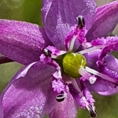 Arthropodium minus at Gundaroo, NSW - 29 Oct 2022