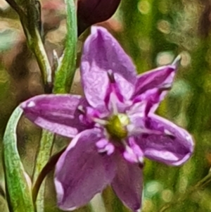 Arthropodium minus at Gundaroo, NSW - 29 Oct 2022