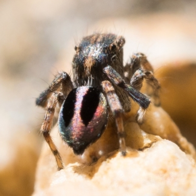 Maratus chrysomelas (Variable Peacock Spider) at Tennent, ACT - 29 Oct 2022 by patrickcox