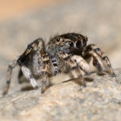 Maratus chrysomelas at Tennent, ACT - 29 Oct 2022