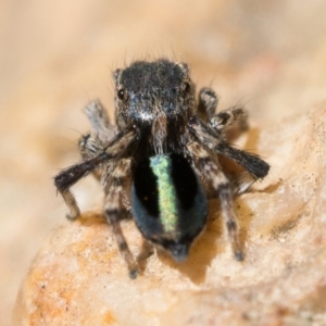 Maratus chrysomelas at Tennent, ACT - 29 Oct 2022