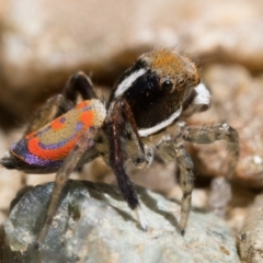 Maratus pavonis at Tennent, ACT - 29 Oct 2022