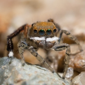 Maratus pavonis at Tennent, ACT - 29 Oct 2022