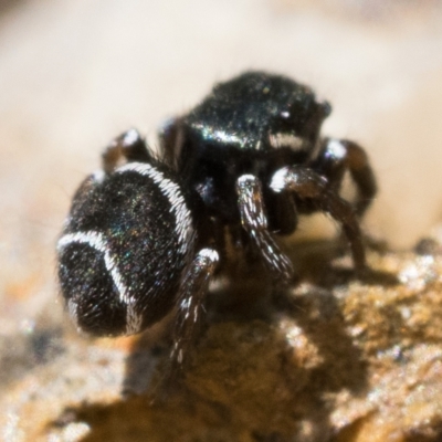 Zenodorus marginatus (Tiny Ant-eating Jumper) at Tennent, ACT - 29 Oct 2022 by patrickcox